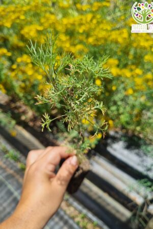 Planta de Éter / Artemisa abrotanum