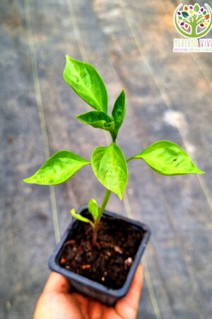 Planta de Pimiento amarillo