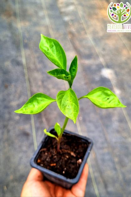 Planta de Pimiento amarillo
