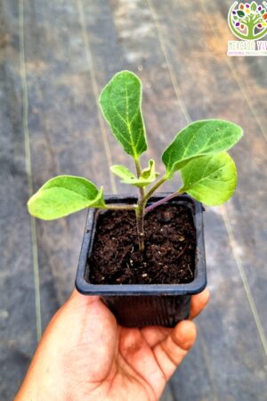 Planta de Berenjena Kamo