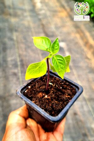 Planta de Ají Rocoto Manzana