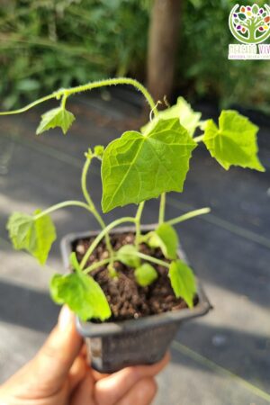Plantas de Cucamelon x3