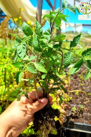 Plantas de Tomates variados (10 plantas)