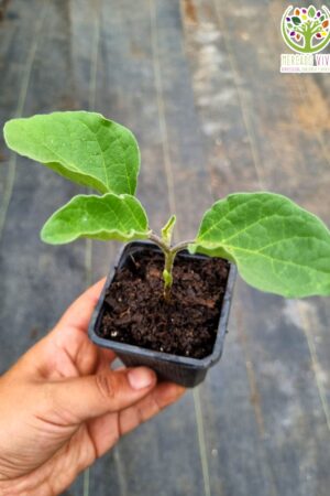 Planta de Berenjena Black Beauty