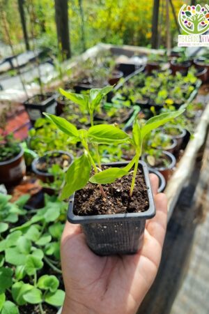 Plantas de Pimiento Mystic Sweet (3 plantas)