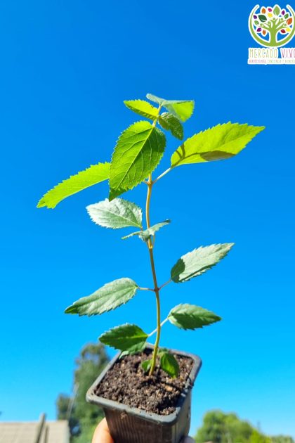 Planta de Maqui