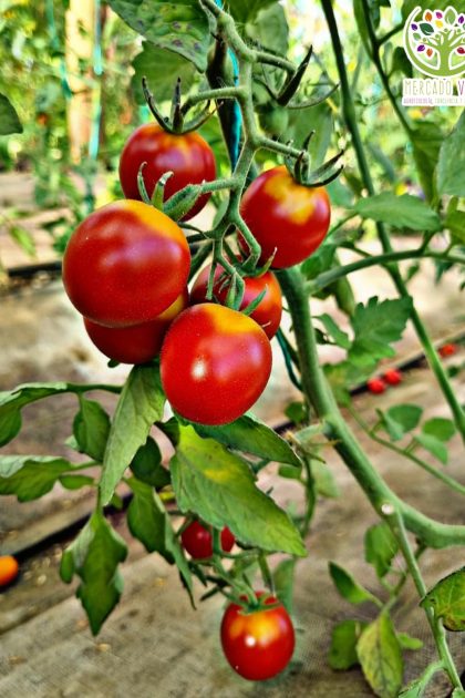 Tomate Bloody Butcher