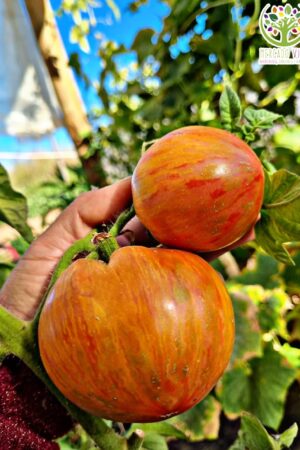 Tomate Striped Sweetheart Dark FP
