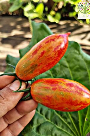 Tomate Chocolate Striped Icicle