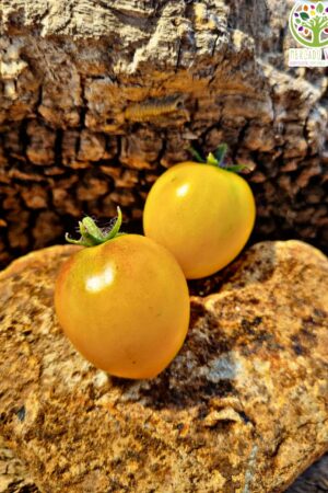 Tomate Floragold Basket