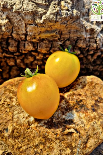 Tomate Floragold Basket