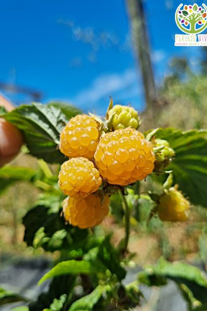 Semillas de Frambuesa Amarilla