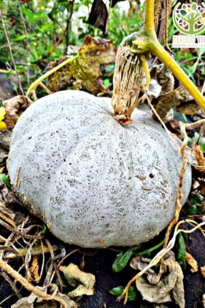 Zapallo Plomo de guarda