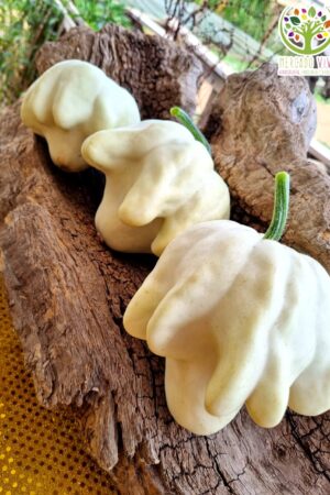 Calabaza Piña / Calabaza de verano FP