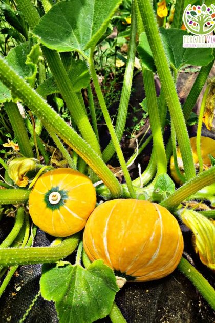 Cucurbita máxima Golden Nugget