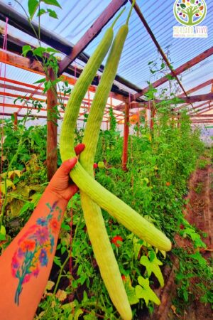 Pepino Serpiente Indio FP