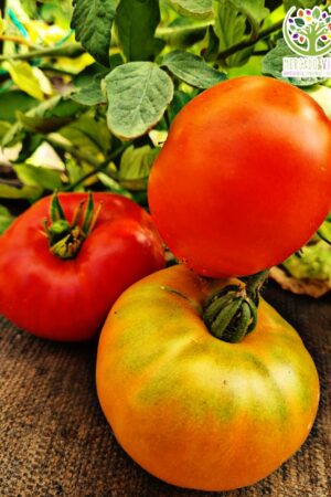 Tomate Peyote