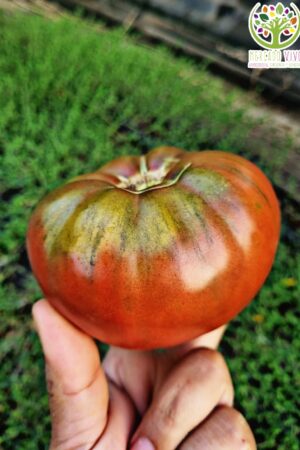 Tomate Black Krim
