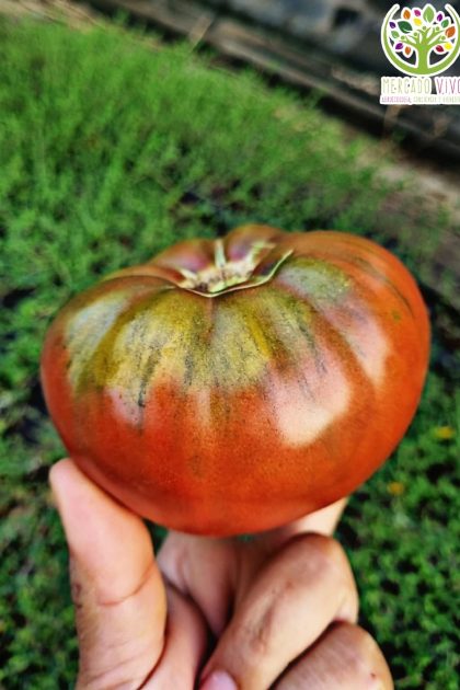 Tomate Black Krim