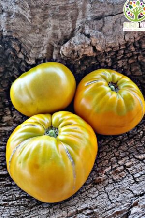 Tomate Dakota Gold