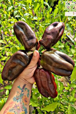 Pimiento Sweet Chocolate FP