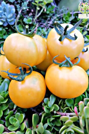 Tomate Melocotón amarillo FP