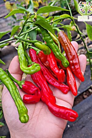 Ají Pasilla Bajio