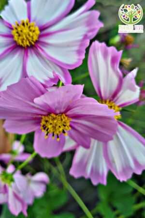 Cosmos Tip Top Picotee