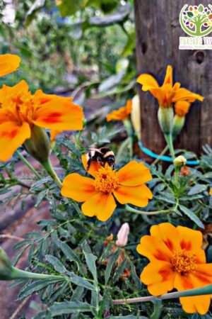 Tagetes Lunulata "Cinco llagas"