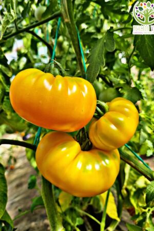 Tomate Gold Brandywine FP