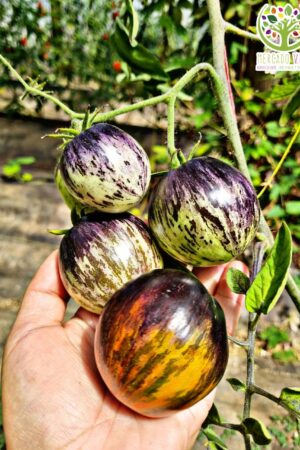 Tomate Dark Tiger FP