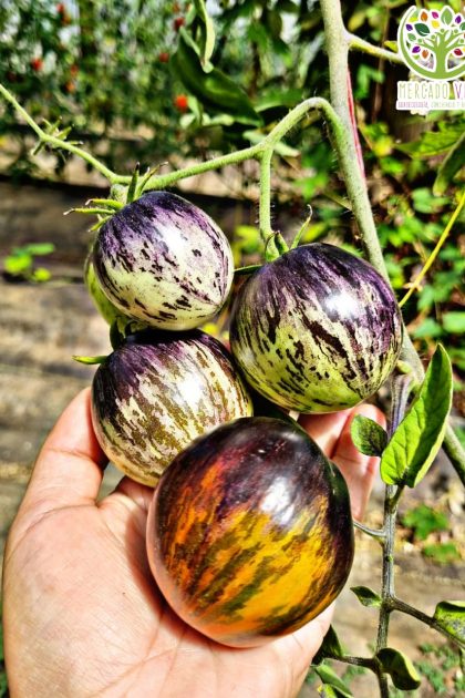 Tomate Dark Tiger