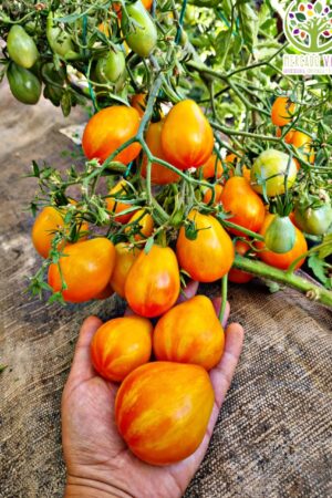 Tomate Lufichoise FP