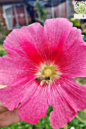Malva rosada