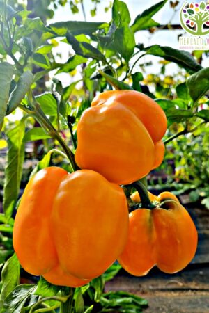 Pimiento Naranjo FP