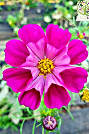 Cosmos Sea Shells Fucsia