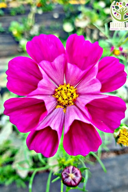Cosmos Sea Shells Fucsia