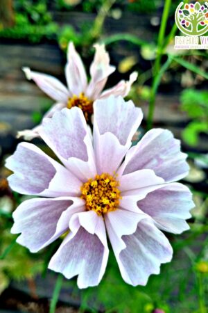 Cosmos Sea Shells Blanco FP