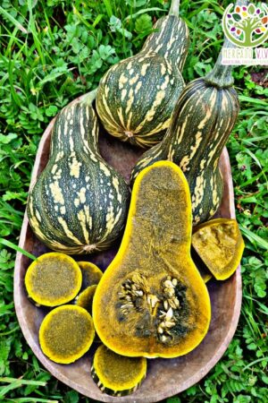 Zapallo Ayote de pulpa verde/Calabaza de invierno FP