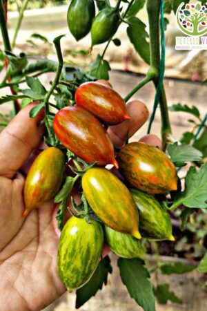 Tomate Tamarindo FP