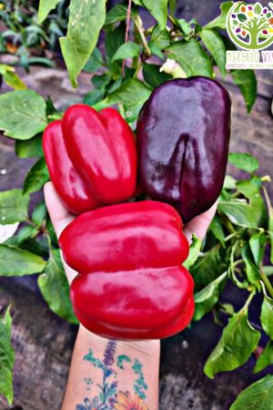 Pimiento Belleza Púrpura FP