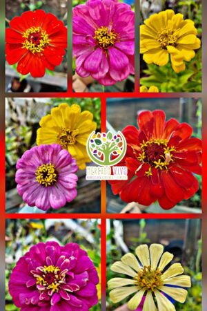 Zinnia California variada