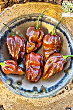 Ají Habanero Chocolate FP
