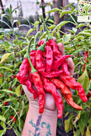 Ají Peter Pepper FP