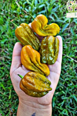 Ají Naga Brain Green