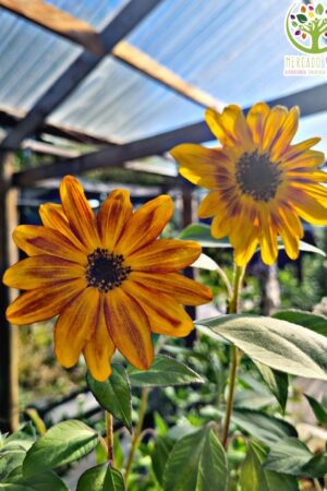 Girasol Music Box enano FP