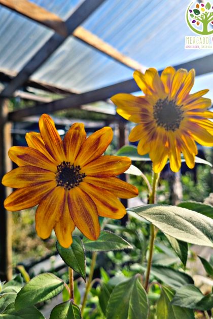 Girasol Music Box enano