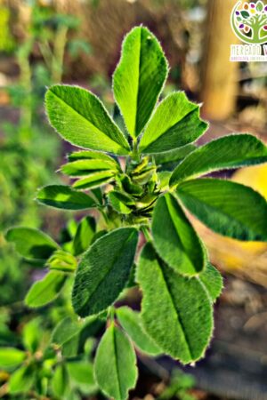 Alfalfa California FP